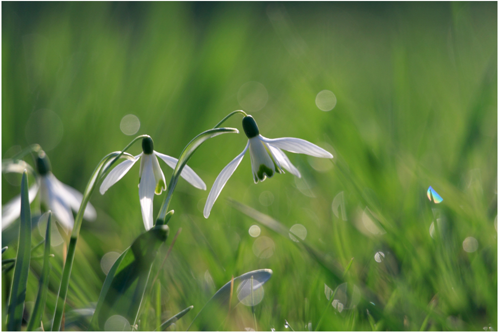 morning in spring