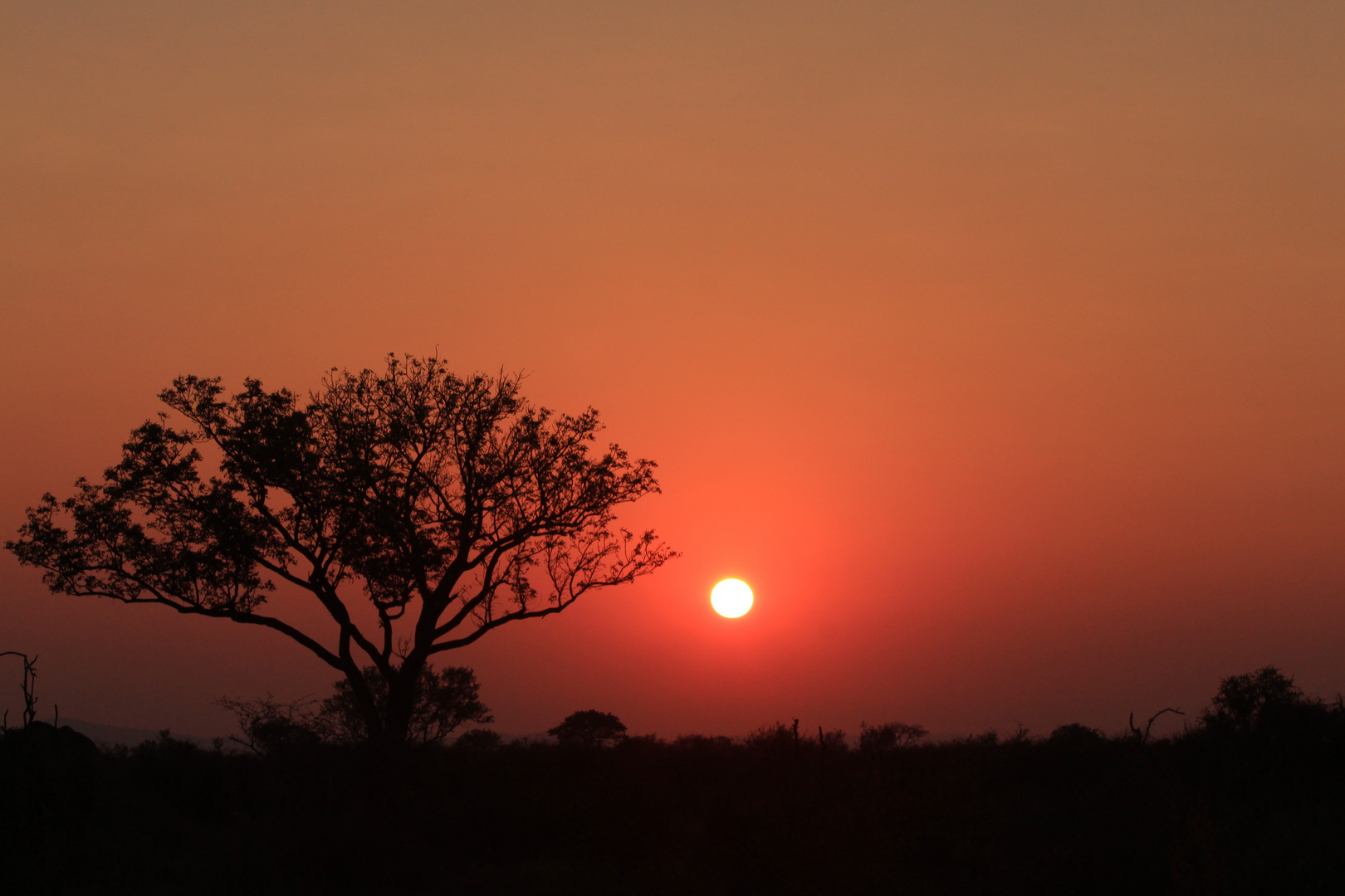 Morning in the african bush