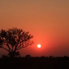 Morning in the african bush