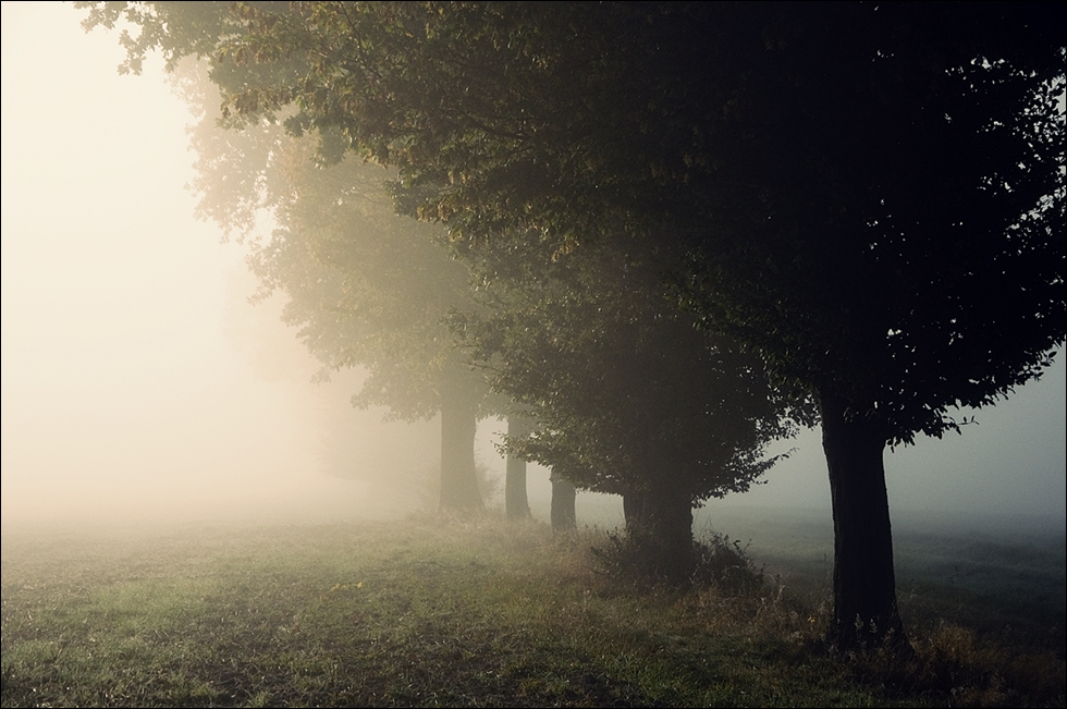 Morning in the Fields