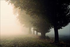 Morning in the Fields