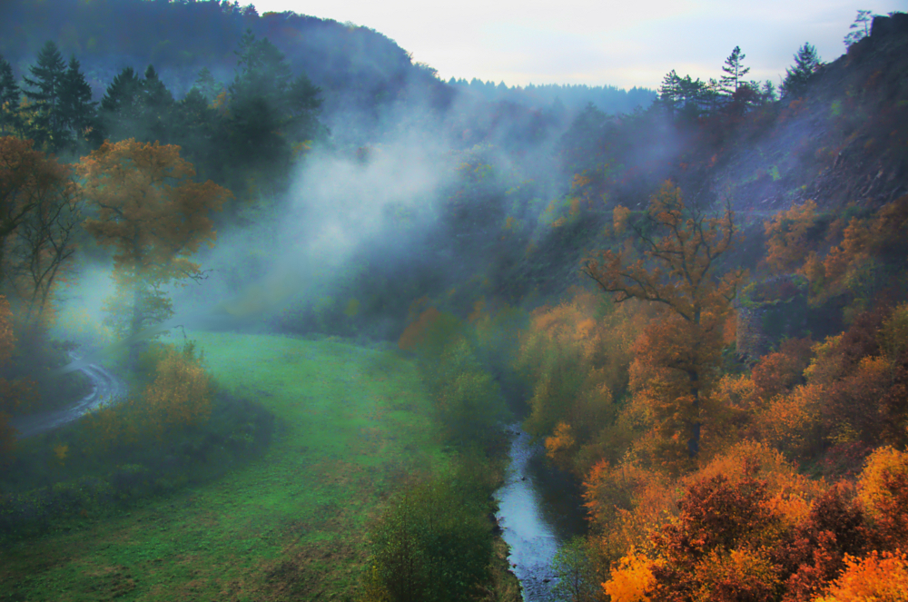 Morning in the forest