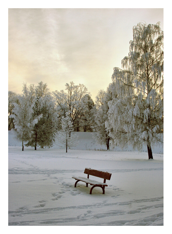 morning in the park