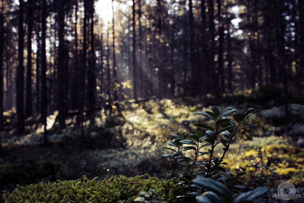 morning in the woods