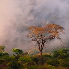 morning in Tsavo West