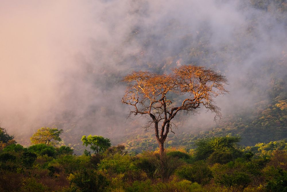 morning in Tsavo West