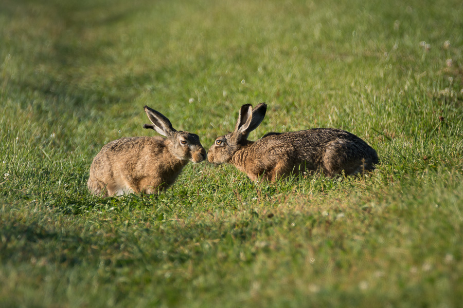 Morning-kiss