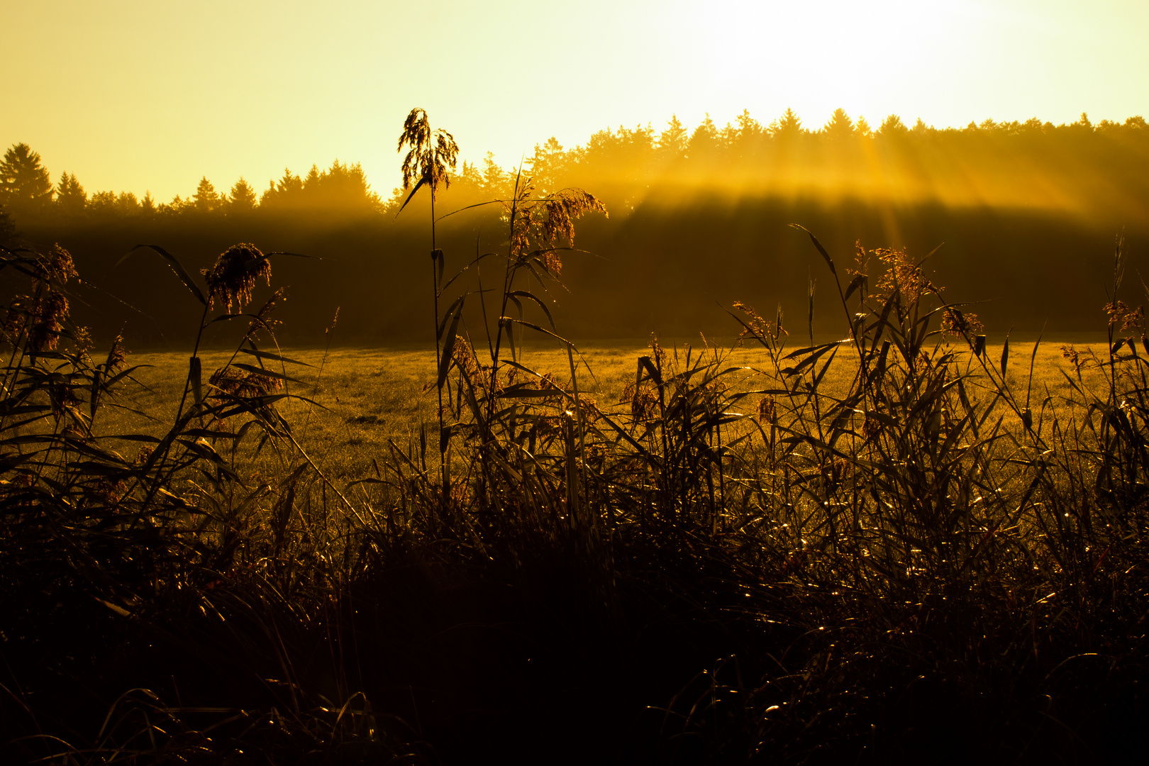 Morning Light