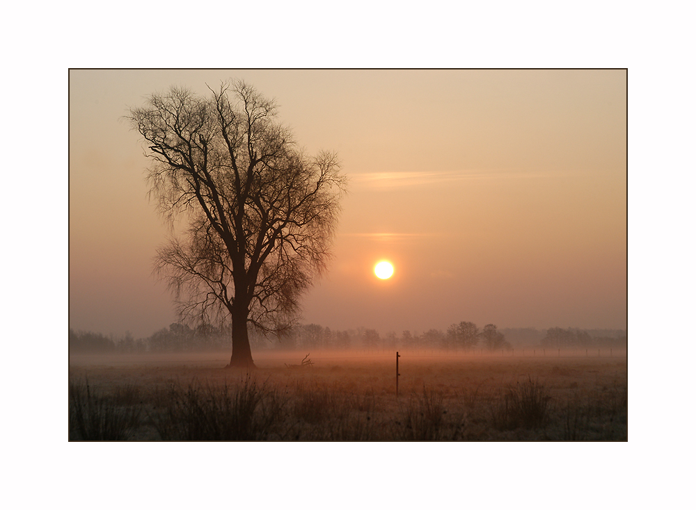 Morning Light