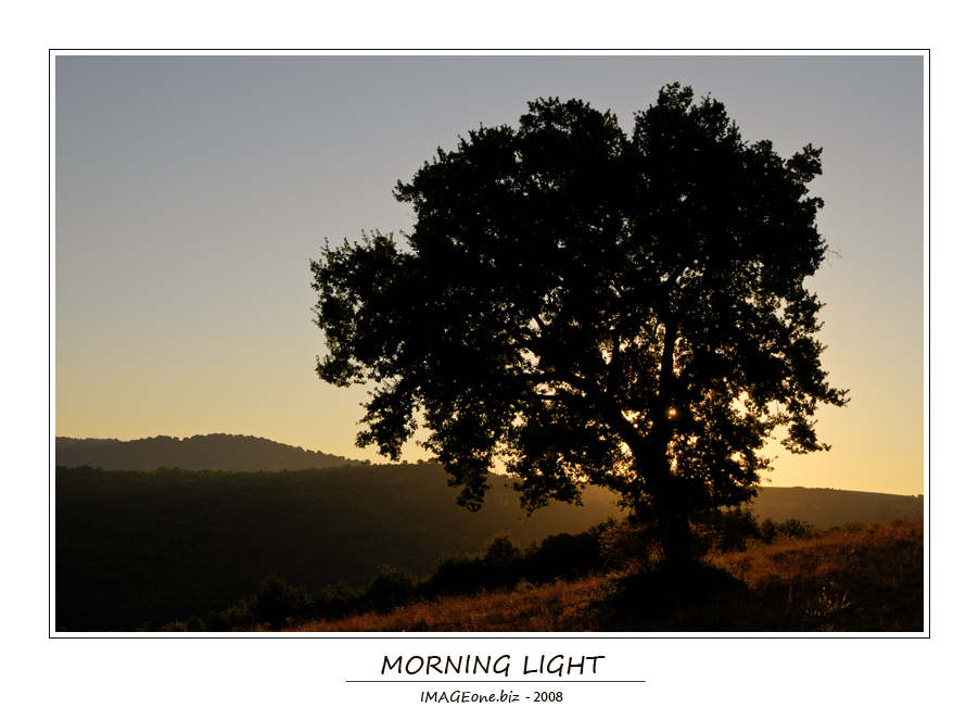Morning Light