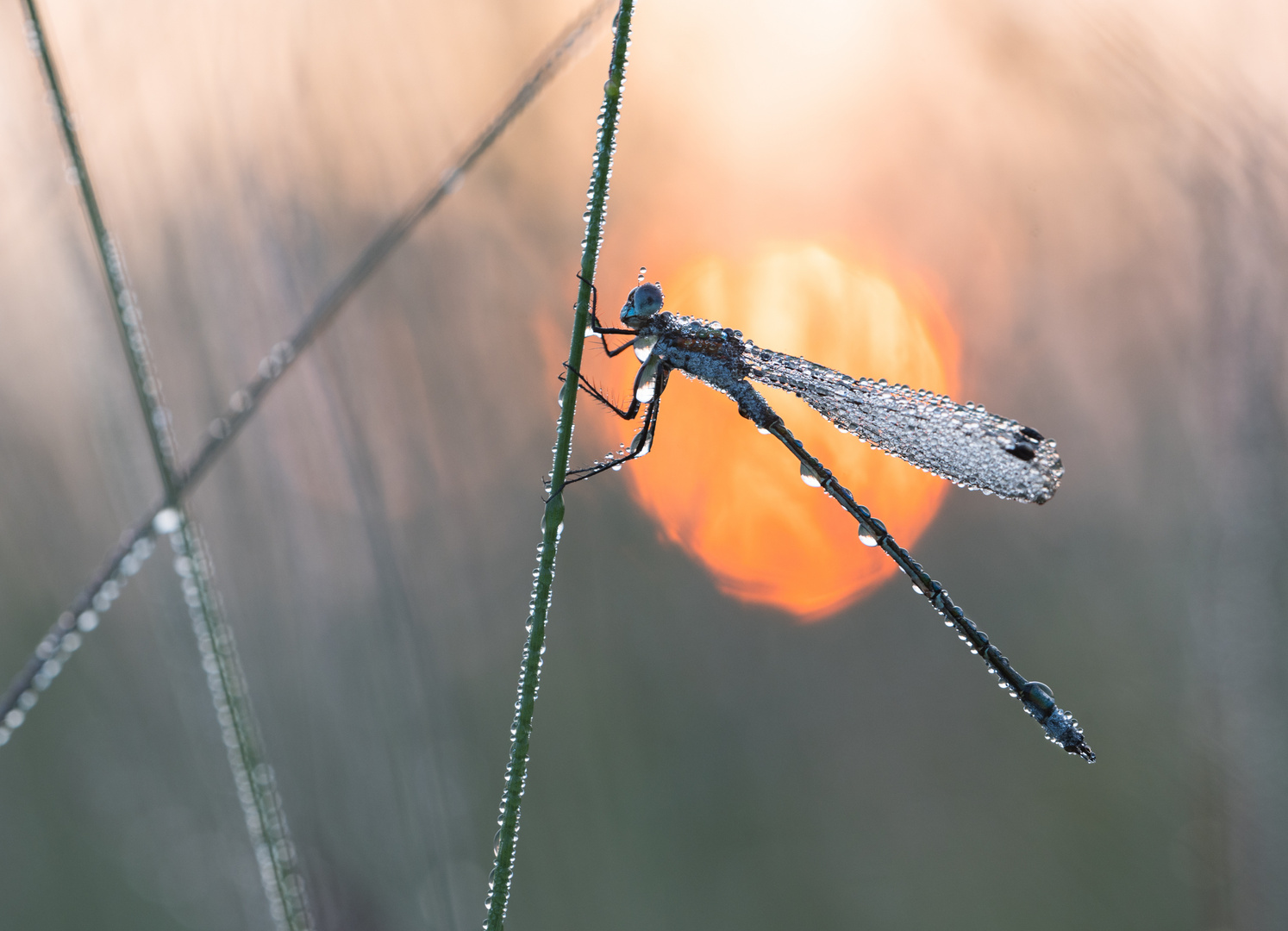 ____morning light_______