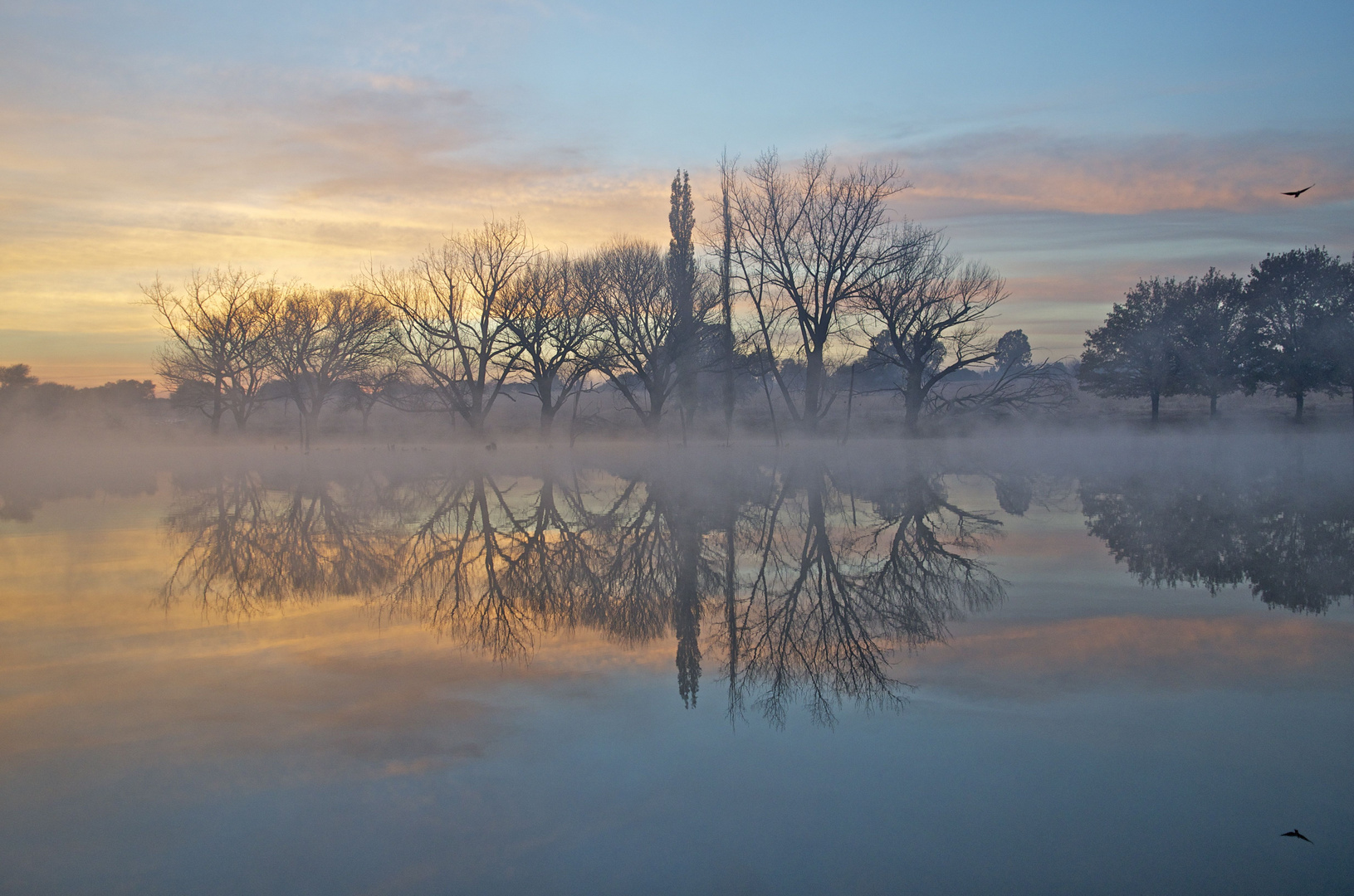 Morning Light