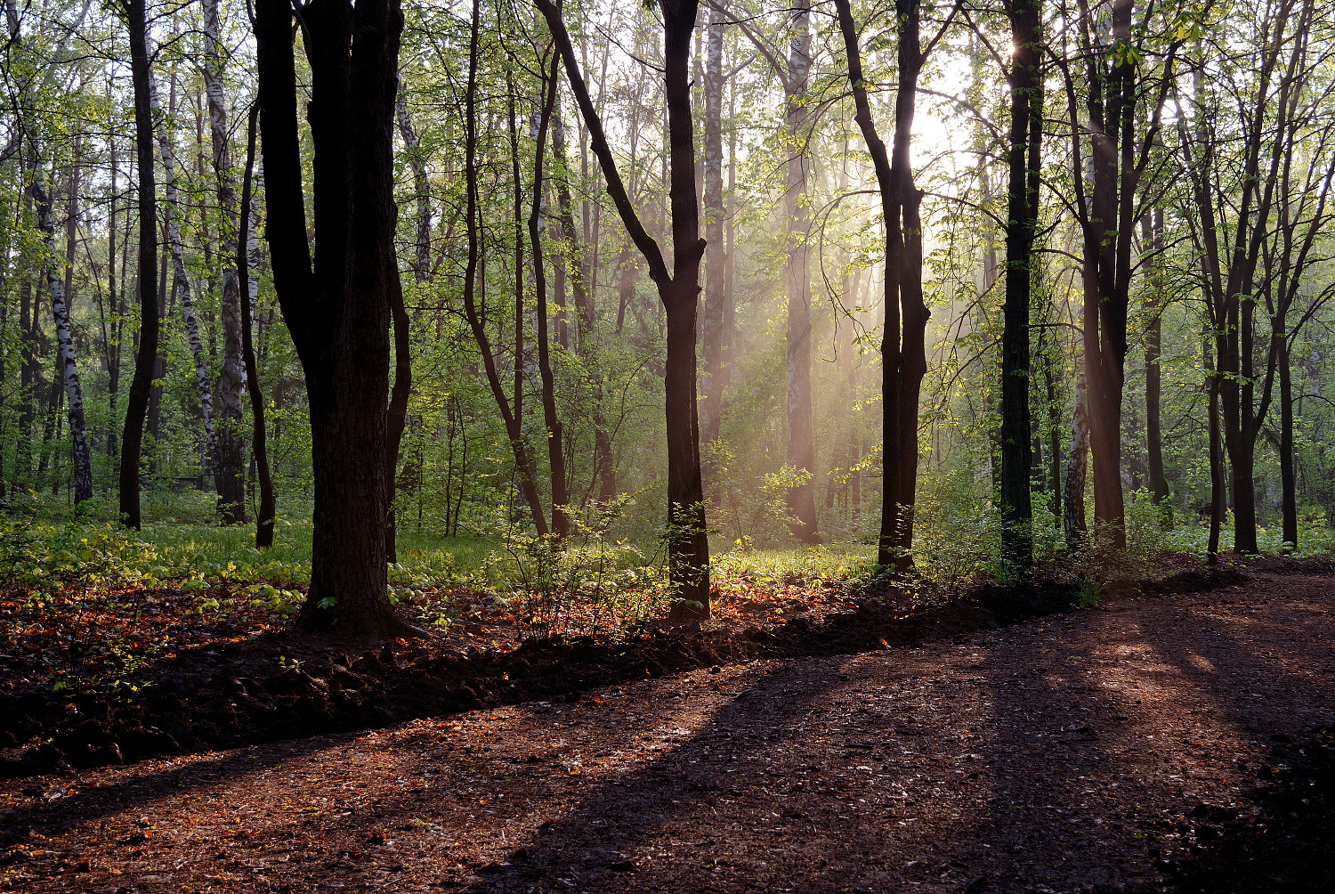 Morning light