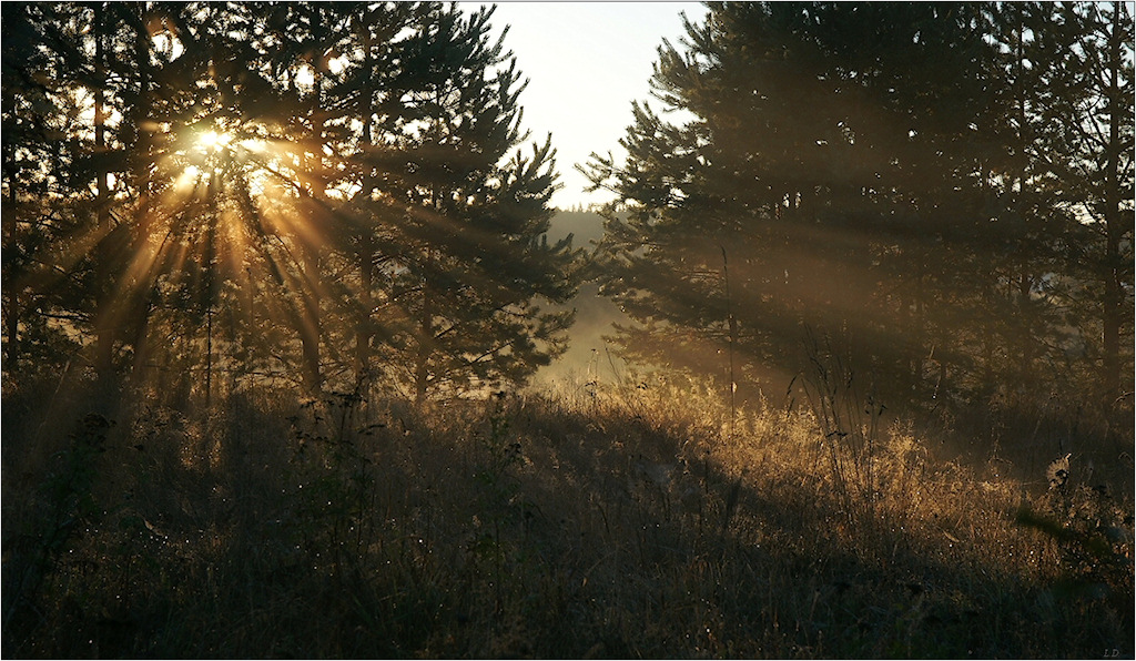 Morning light and dew silver