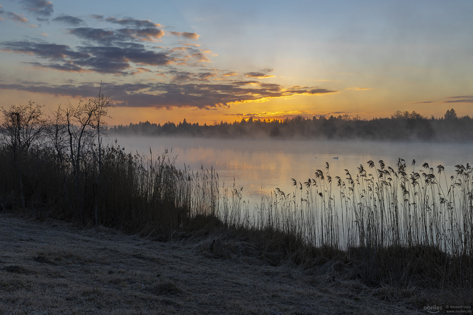 morning light