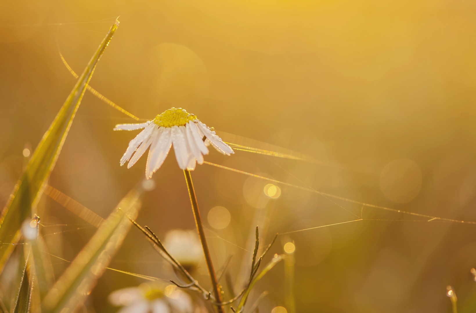 morning light