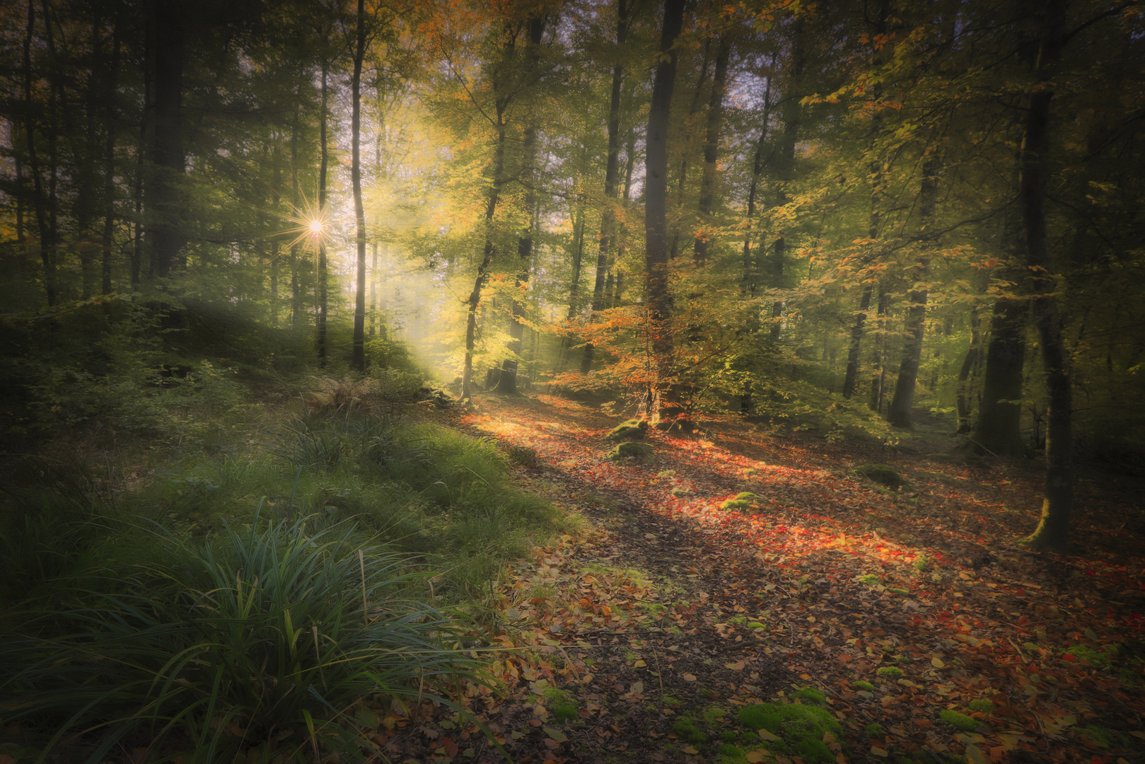 Morning light in the forest,