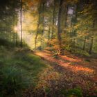 Morning light in the forest,