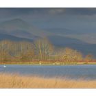 Morning light over Alsace