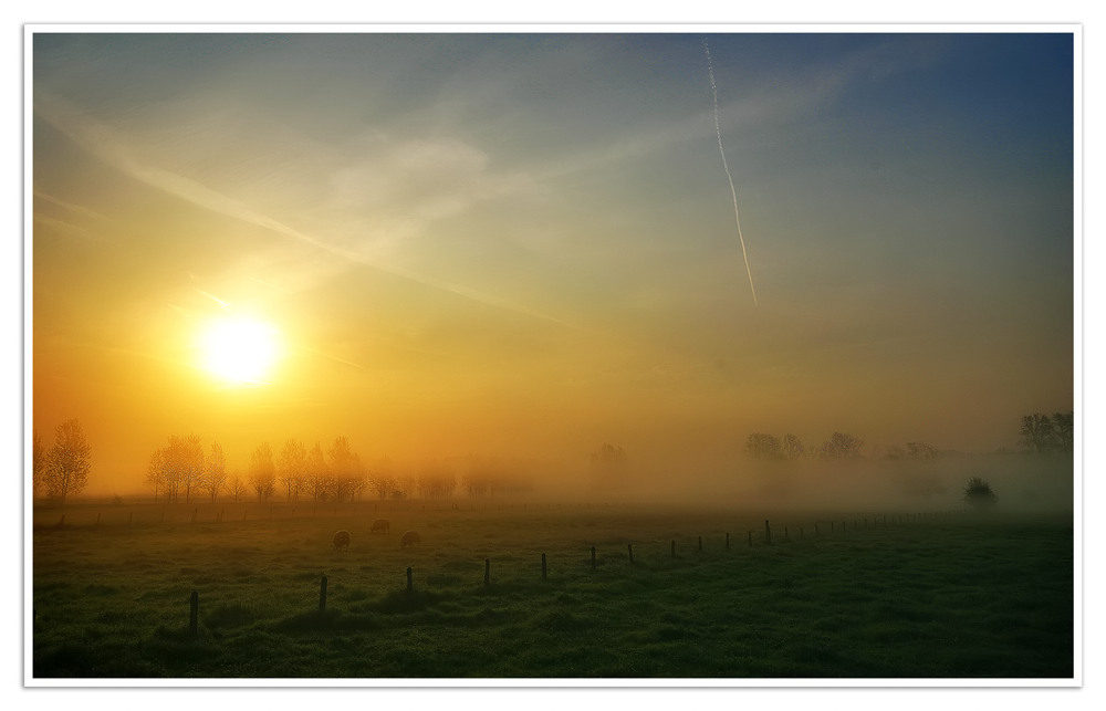 Morning Meadow