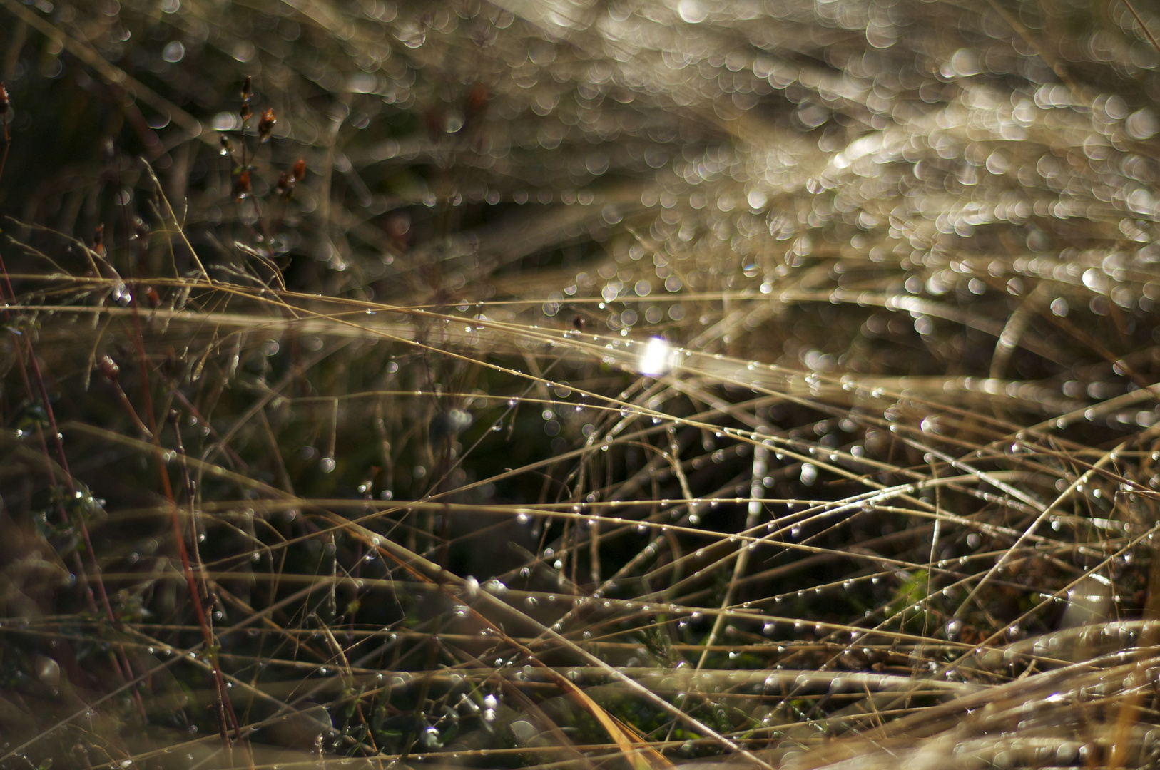 morning meadow fog