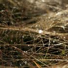 morning meadow fog