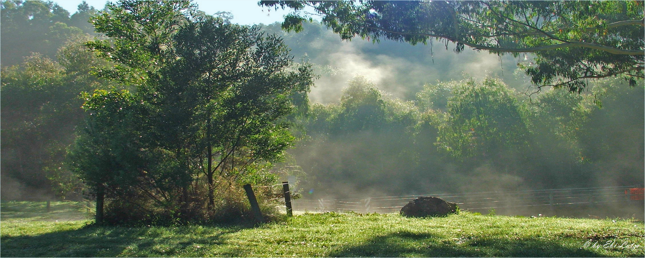 ** Morning Mist **