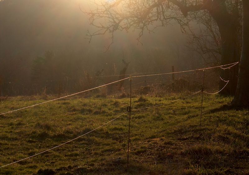 morning mist