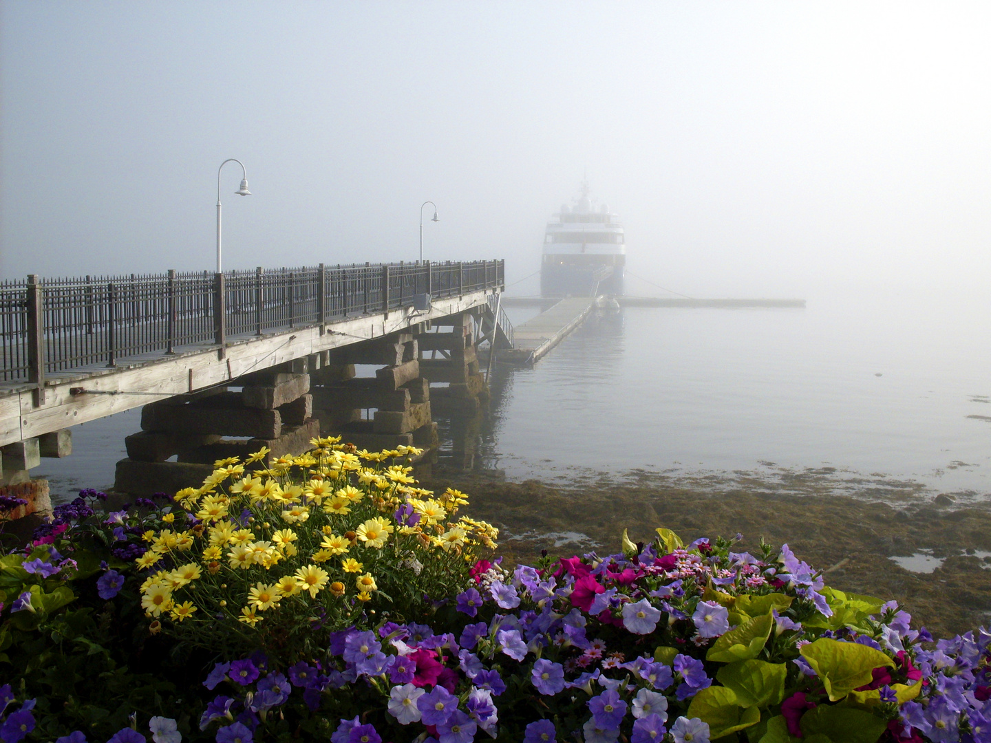 Morning Mist in Bar Harbor