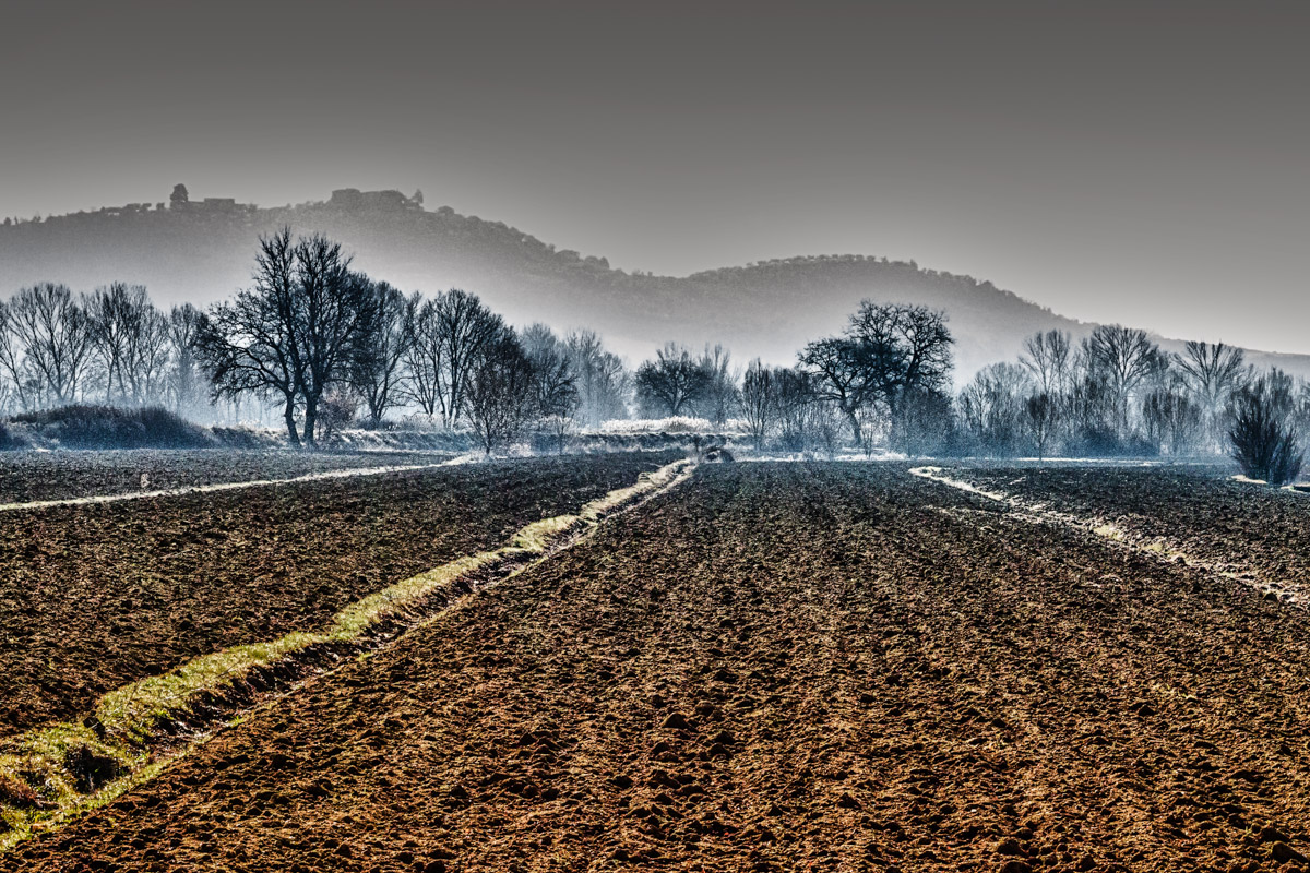 Morning mist in the cornfield