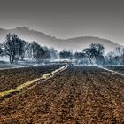 Morning mist in the cornfield