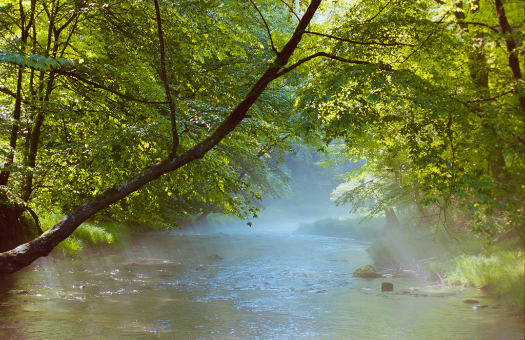 Morning Mist on Tom's Run #1 (1V, D610)