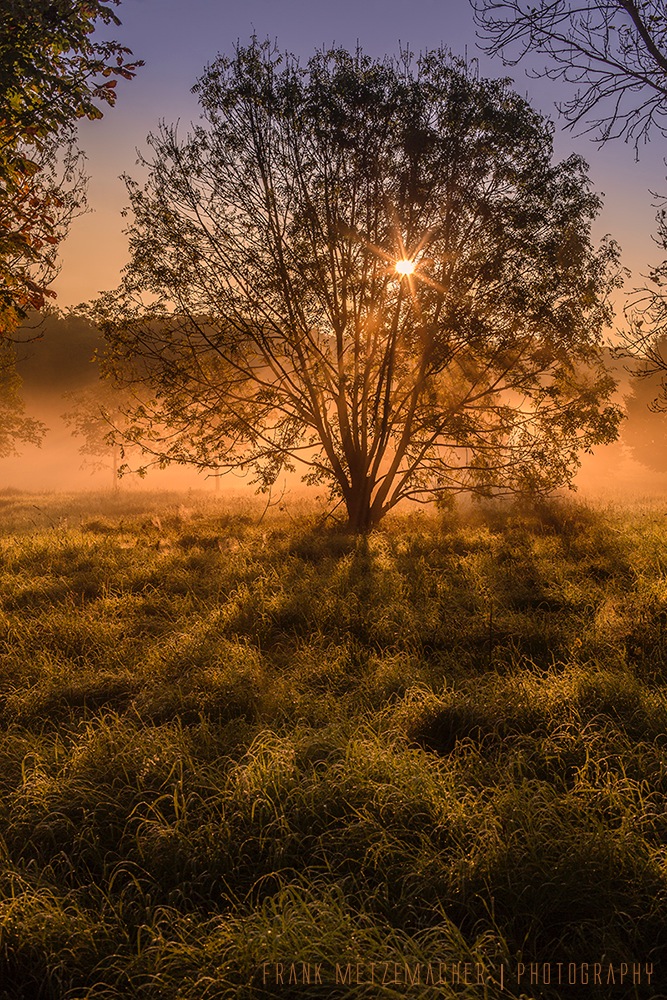 Morning Mist Tree