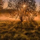 Morning Mist Tree