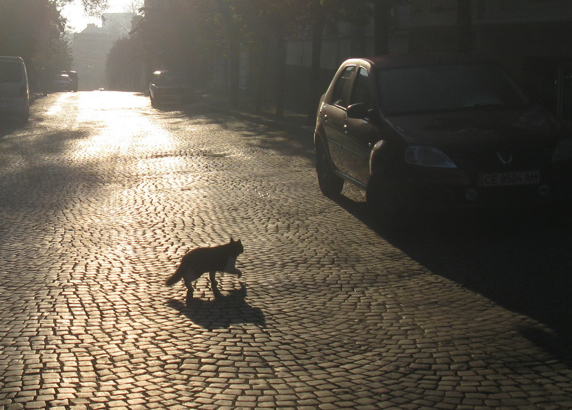 morning on my street