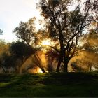 * Morning on the Avon River WA *