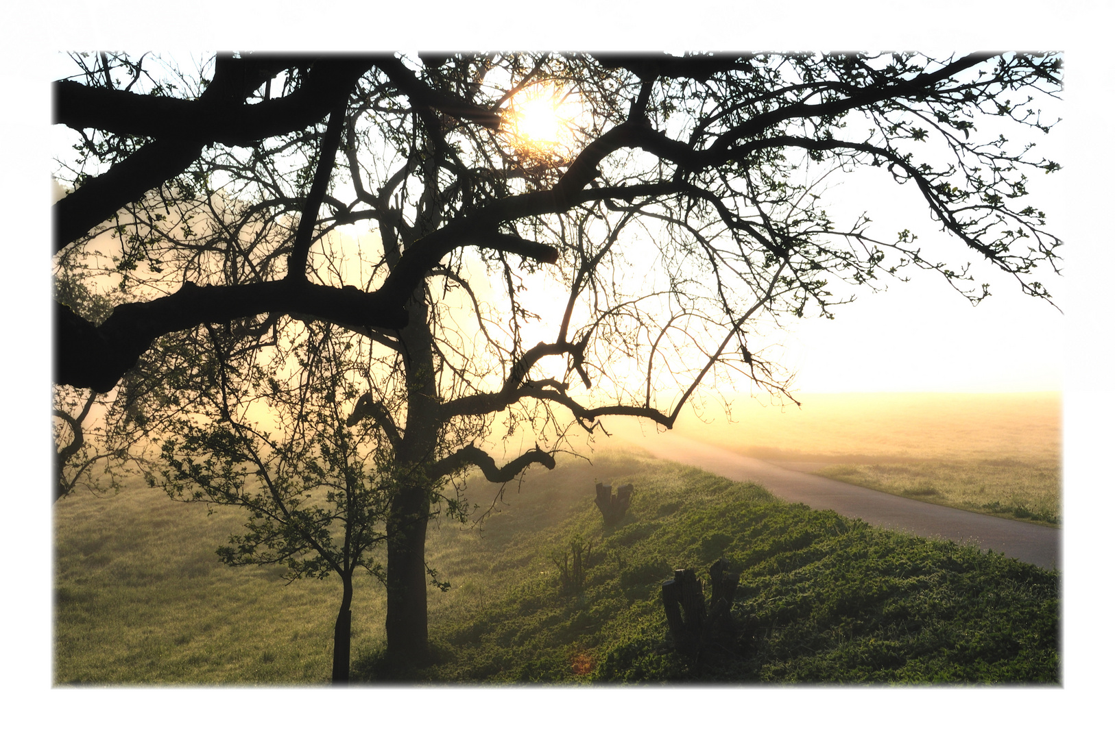 morning on the fields