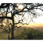 morning on the fields