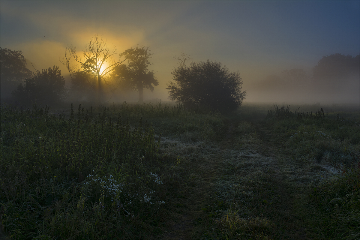 Morning on the meadow.