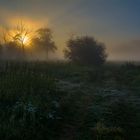 Morning on the meadow.