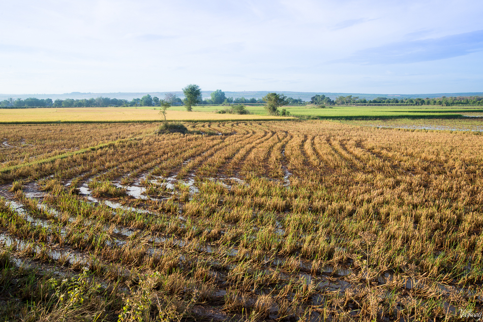 Morning on the rice field, Binh Thuan, Vietnam