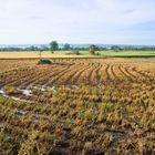 Morning on the rice field, Binh Thuan, Vietnam