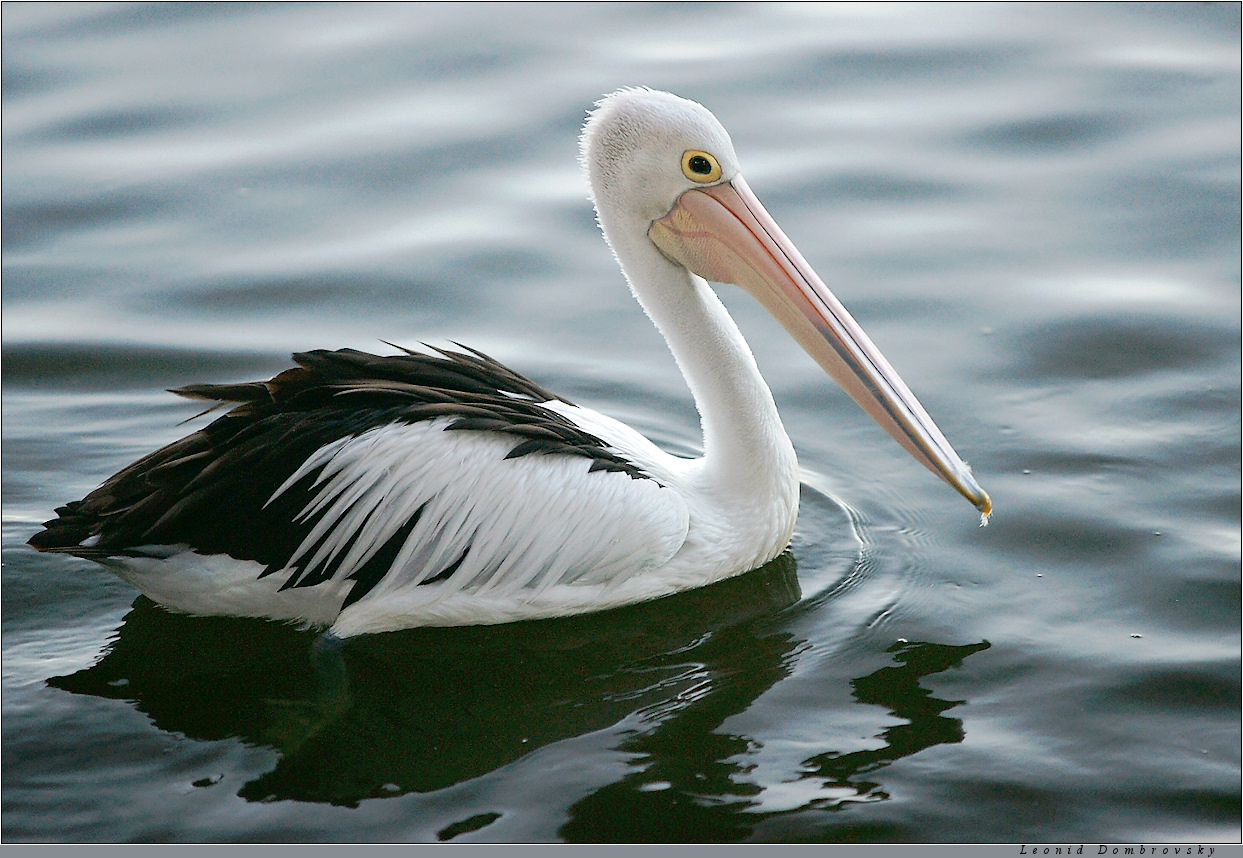 Morning portrait of pelican