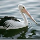 Morning portrait of pelican