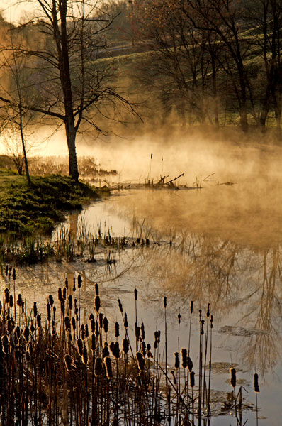 Morning Rushes