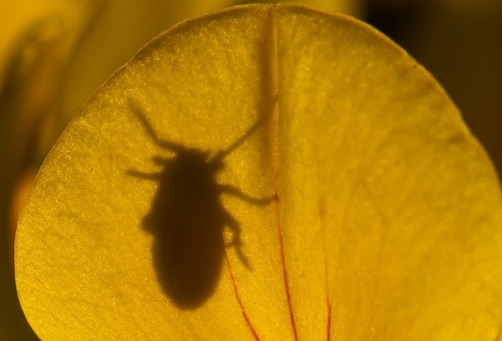 Morning Shadow (2)