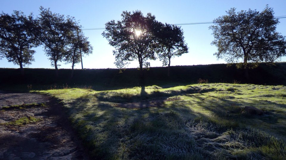 Morning Shadows