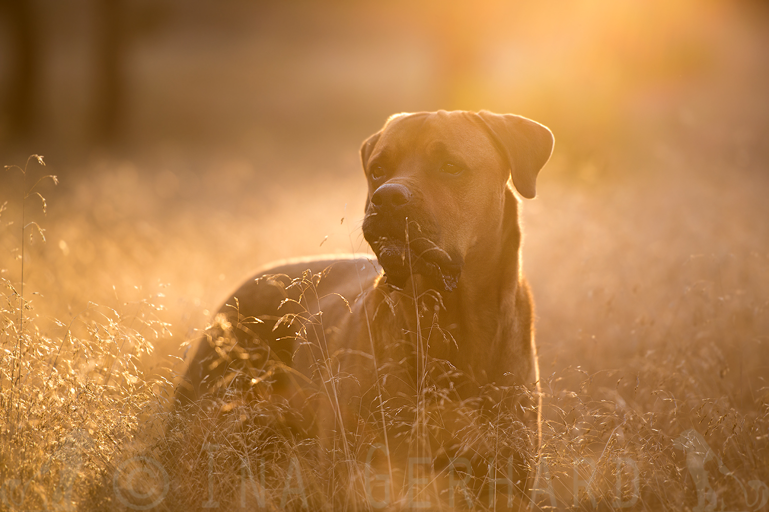 morning shine