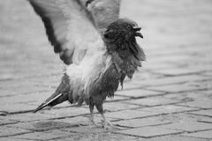 Morning shower ballet