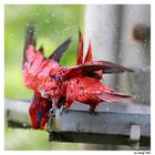 Morning shower @ Bird Park Singapore